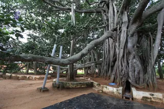 Banyan-Tree - watermark_IMG_5010.jpg