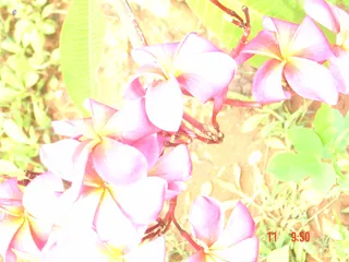 At The Ashram - 14--DSC01446_watermark.jpg