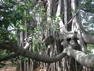 Sannyas Deeksha - 14--SanyasDheeksha_2004_ashram_watermark.jpg