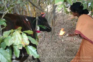 Mattu-Pongal - batch_IMG_9779.jpg