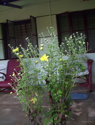Ashram Constructionwork - 100_4332_watermarked.jpg
