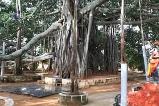 Banyan-Tree - watermark_IMG_5005.jpg