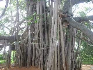 Sannyas Deeksha - 08--SanyasDheeksha_2004_ashram_watermark.jpg