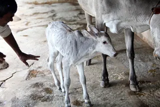 New Born Calf - 01--IMG_1923_watermarked.jpg