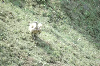 Enroute Kedarnath - DSC_0182_watermarked.jpg