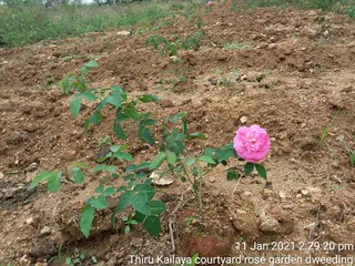 June 06 2021