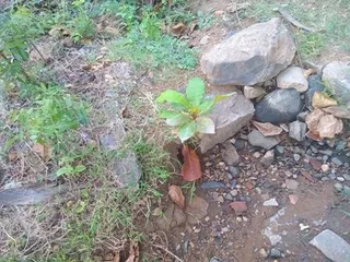 Kailasa Paramparagatha Arunagiri Yogishwara Adi Arunachala Sarvajnapeetha Samrajyam