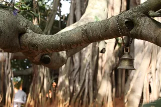 Banyan-Tree - watermark_IMG_6742.JPG