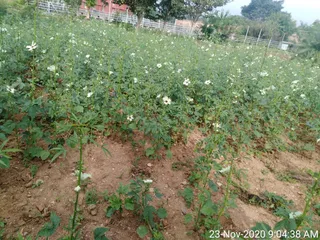 June 06 2021