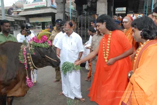 Visit-To-Arunachaleshwara-Temple - 02--Swamiji-Feeding-and-blessing-sacred-cow_1.jpg