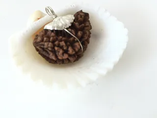 10 Mukhi Rudraksha