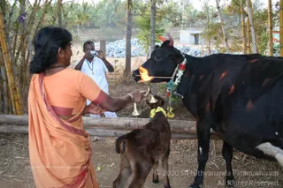 Mattu-Pongal - batch_IMG_9776.jpg