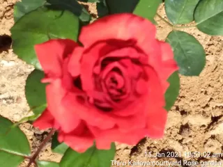 June 06 2021