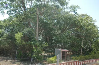 Banyan Tree Longshot - DSC_8161_watermark.JPG
