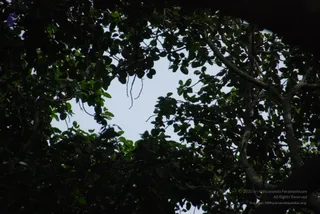 Banyan-Tree - watermark_DSC_0052.jpg