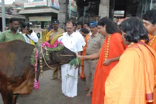 Visit-To-Arunachaleshwara-Temple - 02--Swamiji-Feeding-and-blessing-sacred-cow_2.jpg