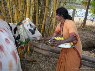 Mattu-Pongal - batch_DSCN5646.JPG