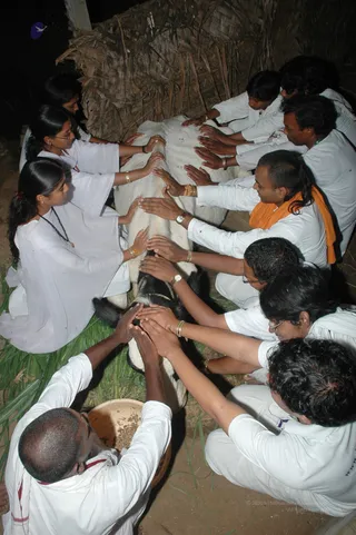 Goshala - DSC_5687_watermark.JPG