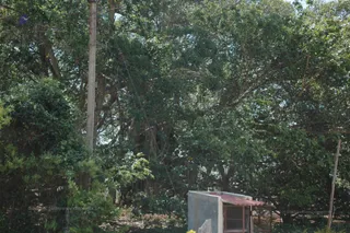 Banyan Tree Longshot - DSC_8162_watermark.JPG