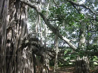 Sannyas Deeksha - 19--SanyasDheeksha_2004_ashram_watermark.jpg