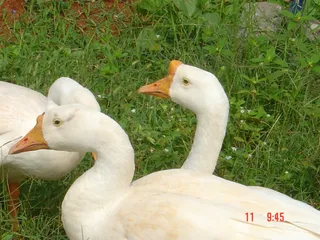 At The Ashram - 18--DSC01441_watermark.jpg