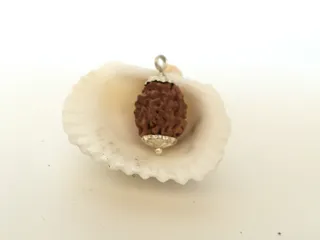 2 Mukhi Rudraksha