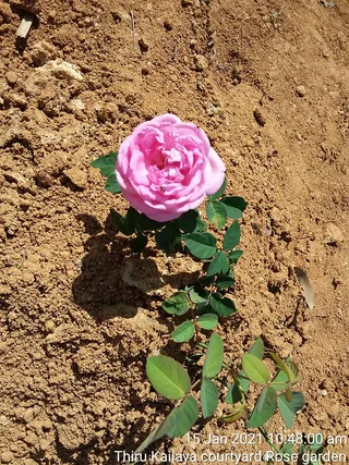 June 06 2021