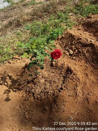 June 06 2021