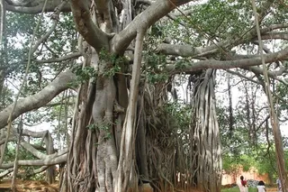 Kailasa Paramparagatha Adi Kailasa Nithyananda Peetham