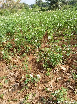 June 06 2021
