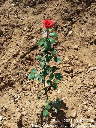 June 06 2021