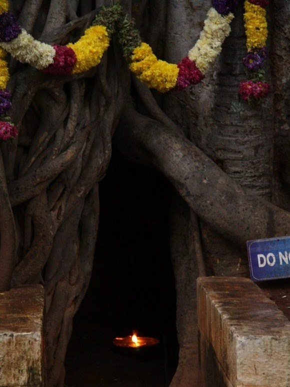 1000 year old sacred banyan tree, energy centre of Bidadi ashram