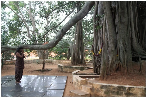 https://www.nithyananda.org/sites/default/files/photo-gallery/2011-08aug-31-nithyananda-photo-02-BanyanTree.JPG?1314778645