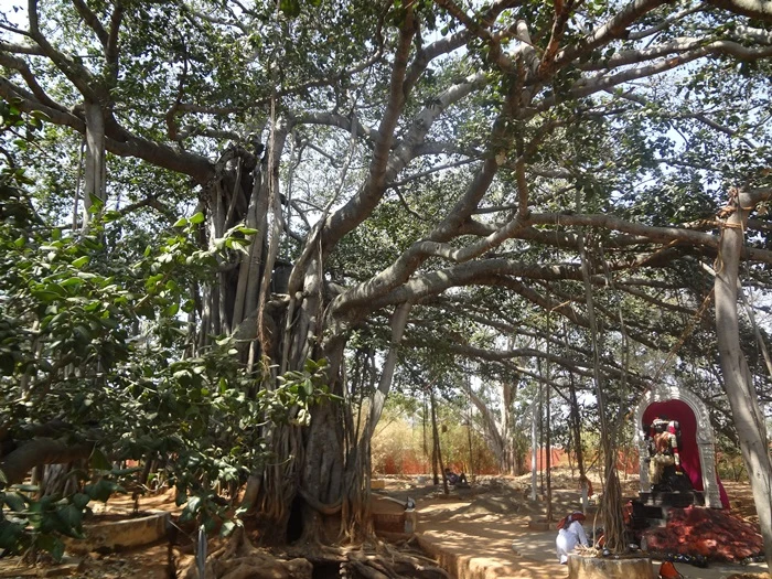 The Bidadi Banyan Tree - the Energy Hub of the humanity