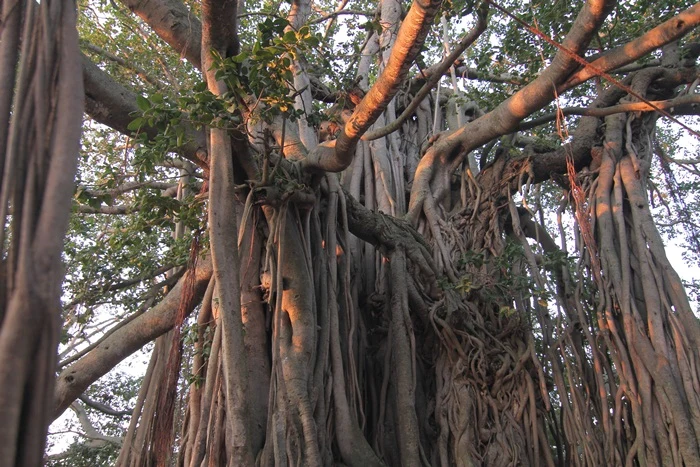 https://nithyananda.org/sites/default/files/photo-gallery/2014-10oct-01st-nithyananda-dairy_IMG_9816_bidadi-banyan-tree.JPG?1412337952