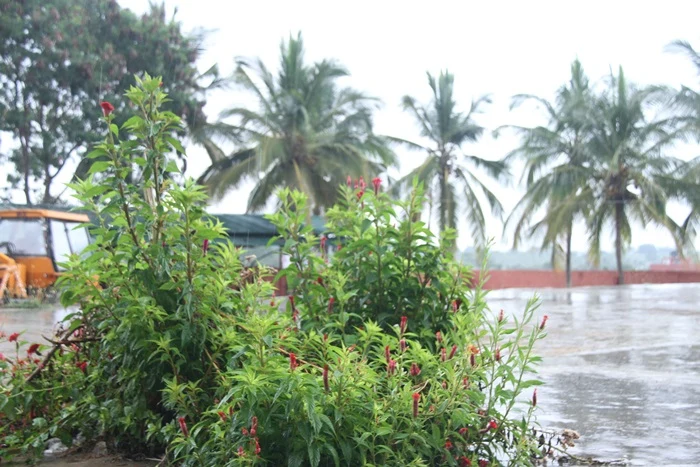 https://nithyananda.org/sites/default/files/photo-gallery/2014-10oct-18th-nithyananda-diary_IMG_7322_bidadi-temple-nature-rain-open-front-side.JPG?1413701527