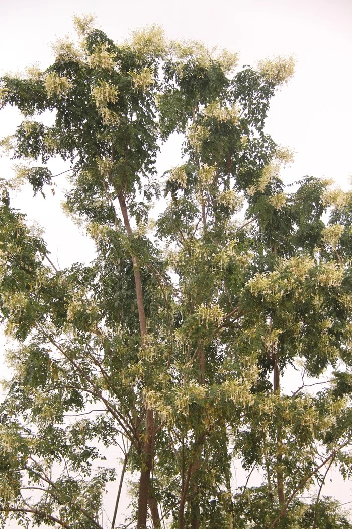 https://nithyananda.org/sites/default/files/photo-gallery/2014-10oct-19th-nithyananda-diary_IMG_7796_bidadi-nature-flower-tree.JPG?1413860432