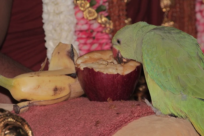 https://nithyananda.org/sites/default/files/photo-gallery/IMG_6039.JPG?1366374848