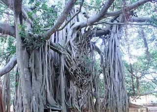 https://www.nithyananda.org/sites/default/files/photo-gallery/2011-jul07-30-nithyananda-photo-03-sacred-banyan-tree-bidadi-temple.jpg__0.jpg?1313683798