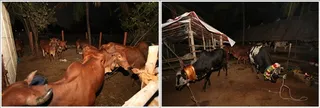 All the cows and bulls are worshipped at this particular day...