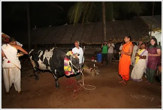 Go-puja is being performed...
