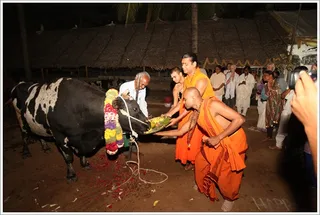 Swamiji feeds Nandi with fruits...