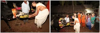 All other cows and bulls are fed with fruits...