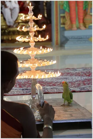 http://nithyananda.org/sites/default/files/photo-gallery/2012-01jan-22-nithyananda-photo-9.JPG