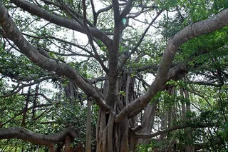 The Bidadi Banyan Tree