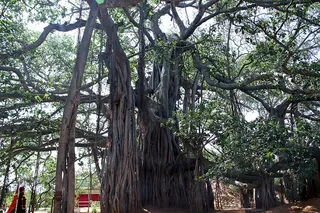 The Bidadi Banyan Tree