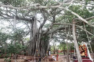 https://nithyananda.org/sites/default/files/photo-gallery/2014-07jul-13-nithyananda-diary_IMG_0136_bidadi.JPG