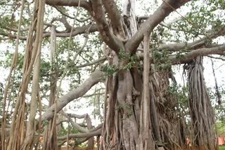 https://nithyananda.org/sites/default/files/photo-gallery/2014-09sep-05-nithyananda-diary_IMG_2563_bidadi-temple-banyan-tree.JPG?1410263260
