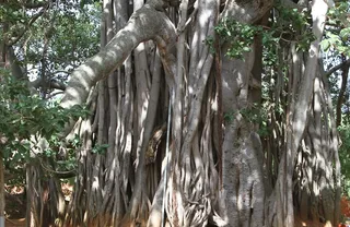 https://nithyananda.org/sites/default/files/photo-gallery/2014-09sep-10-nithyananda-diary_IMG_4137_bidadi-temple-banyan-tree_0.JPG