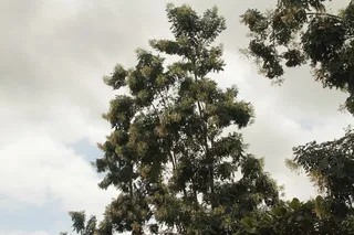 https://nithyananda.org/sites/default/files/photo-gallery/2014-09sep-19-nithyananda-diary_IMG_6407_bidadi-nature-tree-flower.JPG?1412418647